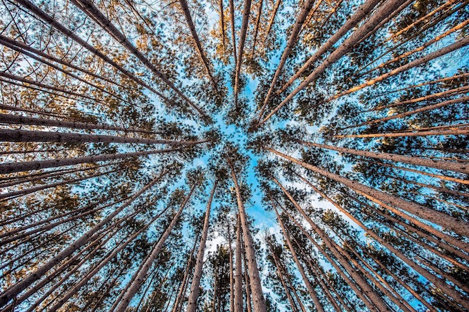 forest-1245951_1920